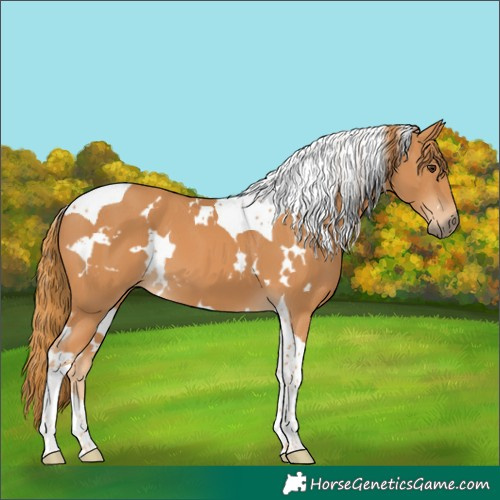 Horse Color:White Spotted Chestnut Tobiano 