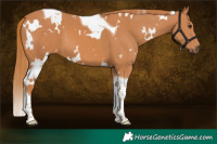 Horse Color:White Spotted Chestnut Tobiano 
