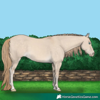 Horse Color:Perlino Dun 