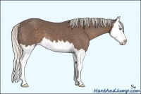 Horse Color:Silver Black Sabino Splash