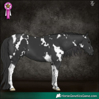 Horse Color:White Spotted Black Tobiano 