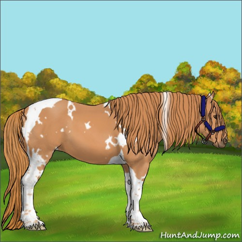 Horse Color:White Spotted Chestnut Tobiano