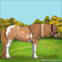 Horse Color:White Spotted Chestnut Tobiano 