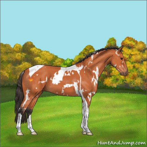 Horse Color:White Spotted Bay Tobiano 