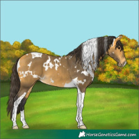 Horse Color:White Spotted Buckskin Tobiano 