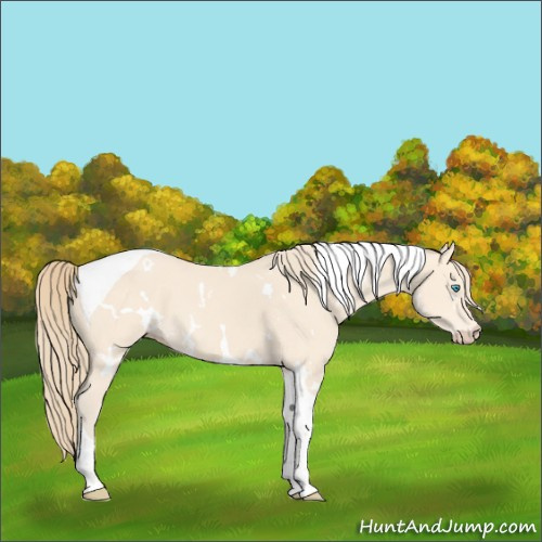 Horse Color:White Spotted Perlino Tobiano 