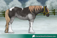 Horse Color:Liver Chestnut Tobiano