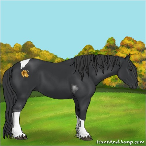 Horse Color:Black Tobiano 
