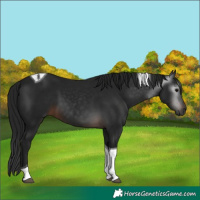 Horse Color:Gray Brown Tobiano