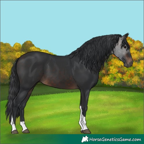 Horse Color:Brown Tobiano 