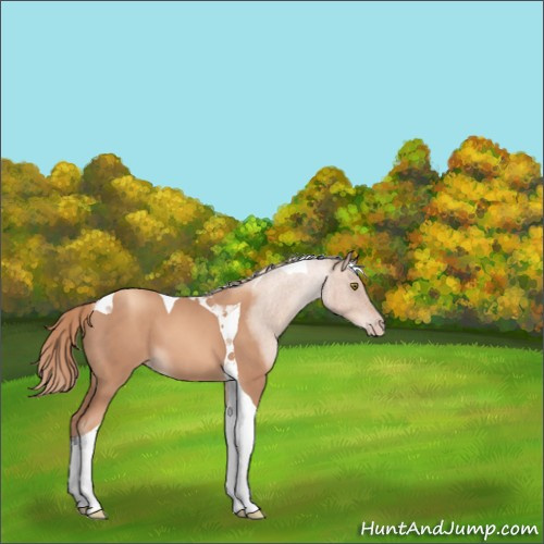 Horse Color:Gold Champagne Tobiano 