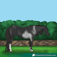 Horse Color:Liver Chestnut Tobiano 