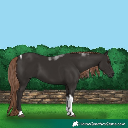 Horse Color:Liver Chestnut Tobiano 