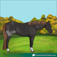 Horse Color:Liver Chestnut Tobiano 