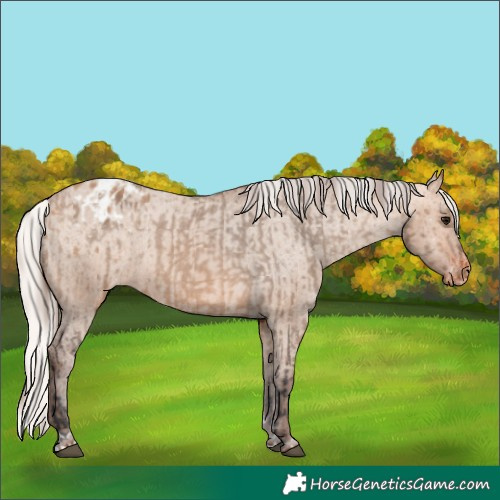 Horse Color:Bay Dun Appaloosa  and Silver Bay Dun Appaloosa 