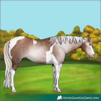 Horse Color:Gray Silver Black Pearl Tobiano 