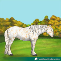 Horse Color:Palomino Appaloosa  and Palomino Appaloosa Rabicano 