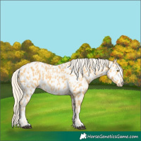 Horse Color:Palomino Near Leopard  and Palomino Near Leopard 