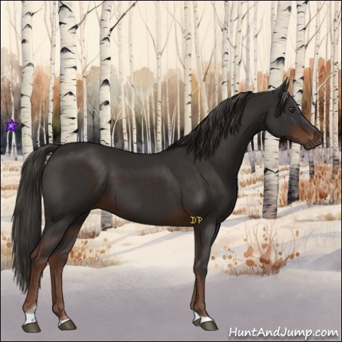 Horse Color:Liver Chestnut Tobiano