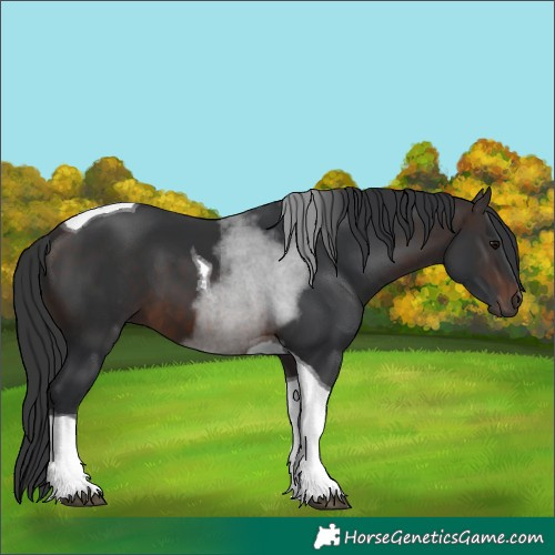 Horse Color:Brown Tobiano