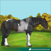 Horse Color:Brown Tobiano 