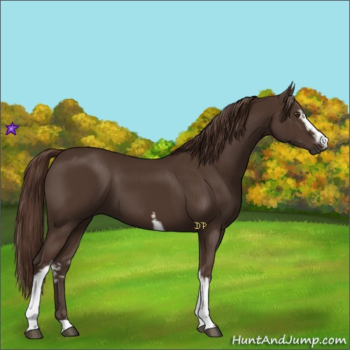 Horse Color:White Spotted Liver Chestnut 