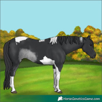 Horse Color:Black Tobiano 