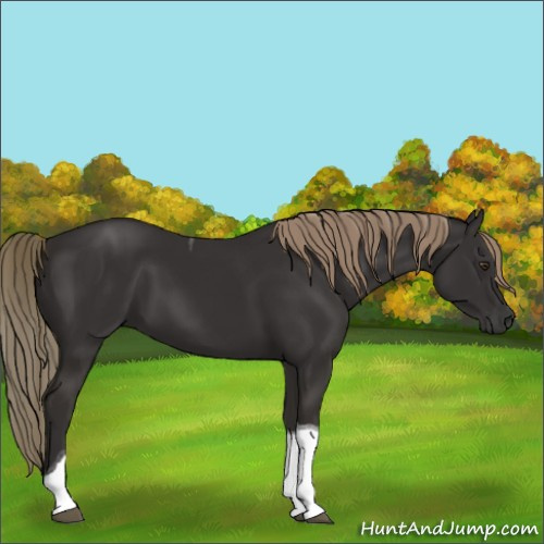 Horse Color:Liver Chestnut Tobiano 
