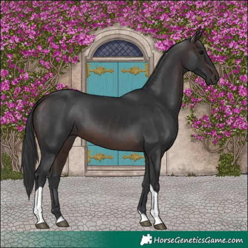 Horse Color:Brown Tobiano 