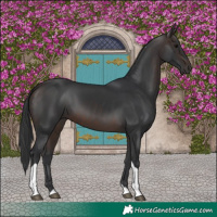 Horse Color:Brown Tobiano 