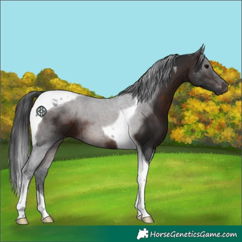 Horse Color:Brown Tobiano 