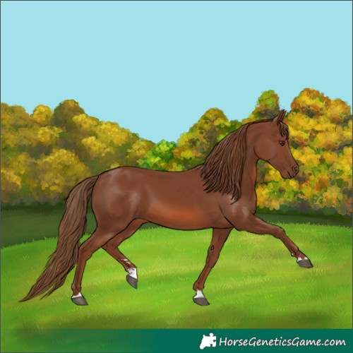Horse Color:Chestnut 