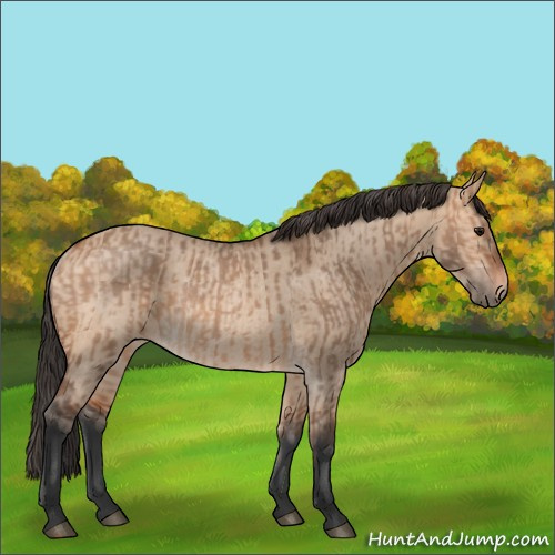 Horse Color:Bay Dun Rabicano and Bay Dun Rabicano