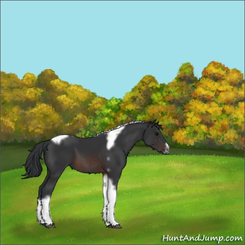 Horse Color:Brown Tobiano Frame 