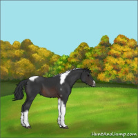 Horse Color:Brown Tobiano Frame 