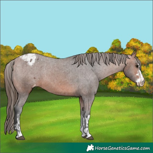 Horse Color:Bay Appaloosa  and Bay Appaloosa 