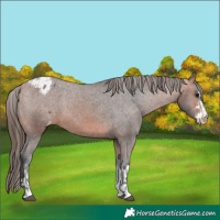Horse Color:Bay Varnish  and Bay Varnish 