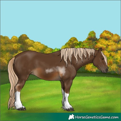 Horse Color:Chocolate Palomino Tobiano 