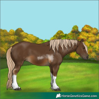 Horse Color:Chocolate Palomino Tobiano
