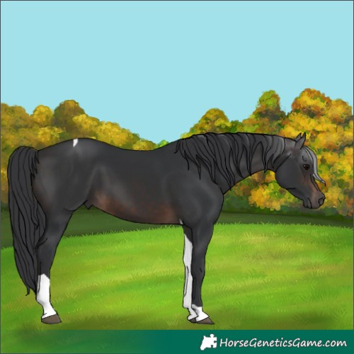 Horse Color:Brown Tobiano 