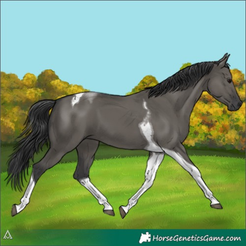 Horse Color:Grullo Tobiano 