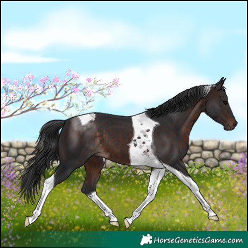 Horse Color:Brown Tobiano 