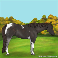 Horse Color:Liver Chestnut Tobiano 