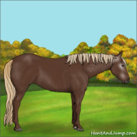 Horse Color:Gray Chestnut