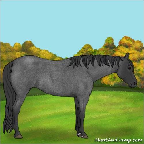 Horse Color:Blue Roan 