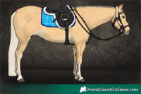 Horse Color:Palomino 