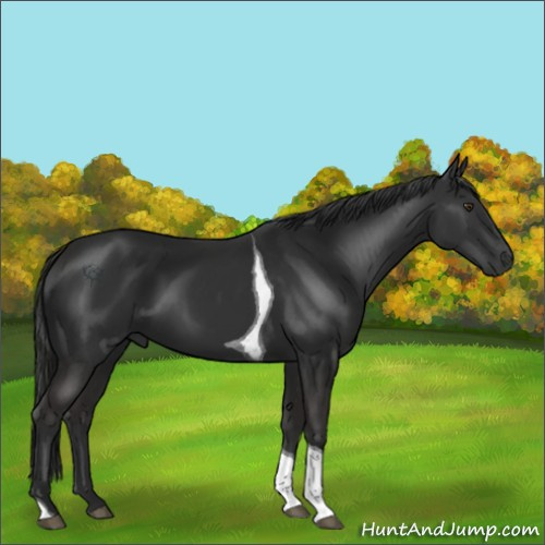 Horse Color:Liver Chestnut Tobiano 