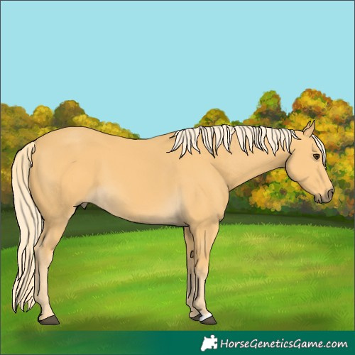Horse Color:Palomino 