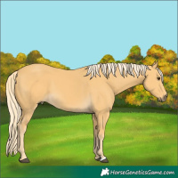 Horse Color:Palomino 