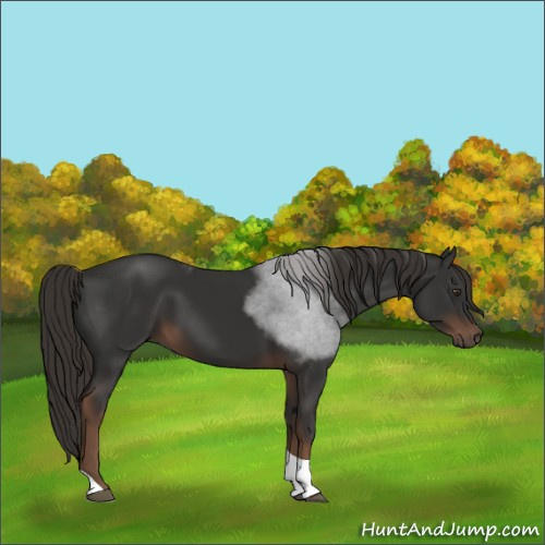 Horse Color:Liver Chestnut Tobiano 